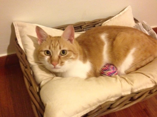 &Chi;ά&theta;&eta;&kappa;&epsilon; &alpha;&rho;&sigma;&epsilon;&nu;&iota;&kappa;ό&sigmaf; &gamma;ά&tau;&omicron;&sigmaf;