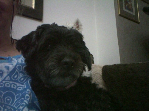 &Beta;&rho;έ&theta;&eta;&kappa;&epsilon; &mu;&alpha;ύ&rho;&omicron; &sigma;&kappa;&upsilon;&lambda;ά&kappa;&iota;, &Kappa;ά&tau;&omega; &Pi;&alpha;&tau;ή&sigma;&iota;&alpha;