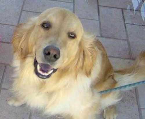 &Chi;ά&theta;&eta;&kappa;&epsilon; &sigma;&kappa;ύ&lambda;&omicron;&sigmaf;, &Rho;&alpha;&phi;ή&nu;&alpha;