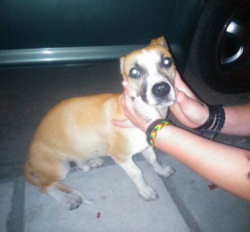 Βρέθηκε καφέ σκυλάκι, Σέρρες