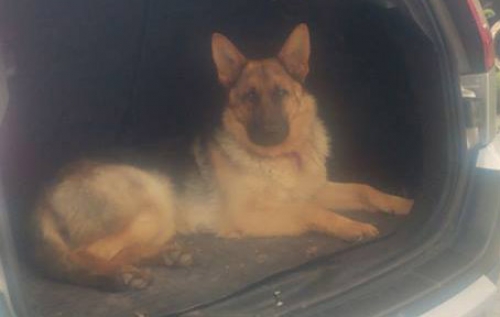 &Kappa;&lambda;ά&pi;&eta;&kappa;&epsilon; &Lambda;&upsilon;&kappa;ό&sigma;&kappa;&upsilon;&lambda;&omicron;, &Pi;&upsilon;&lambda;&alpha;ί&alpha; &Theta;&epsilon;&sigma;&sigma;&alpha;&lambda;&omicron;&nu;ί&kappa;&eta;&sigmaf;