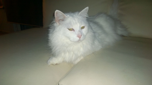 Χάθηκε Γάτα λευκή Αγκύρας, Χαλάνδρι