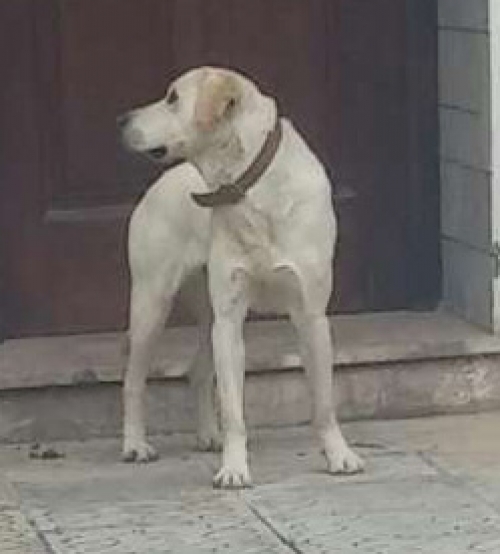 Βρέθηκε Λάμπραντορ, Χασιά