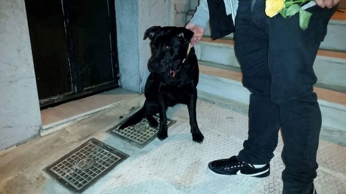 Βρέθηκε μαύρο Λάμπραντορ, Αμπελόκηποι