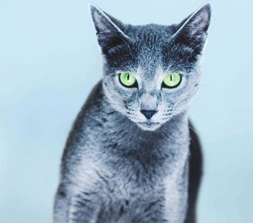 &Chi;ά&theta;&eta;&kappa;&epsilon; &gamma;ά&tau;&omicron;&sigmaf;, &Alpha;&nu;&theta;&omicron;ύ&pi;&omicron;&lambda;&eta; &Pi;&epsilon;&rho;&iota;&sigma;&tau;έ&rho;&iota;