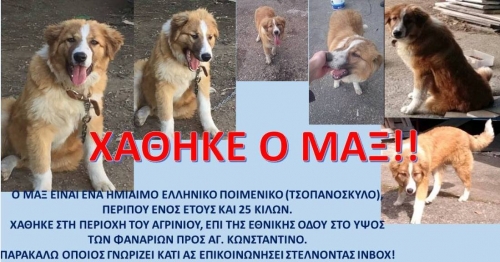 Χάθηκε ημίαιμο Ελληνικό Ποιμενικό, Αγρίνιο