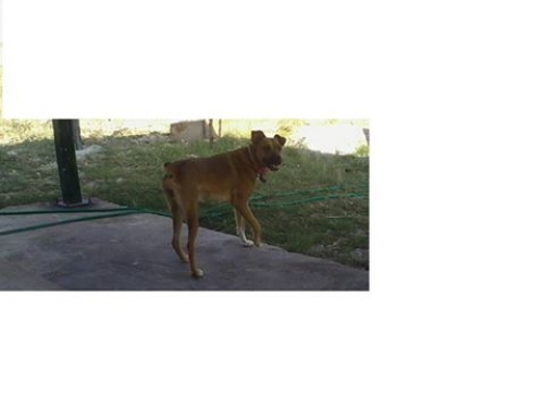 Χάθηκε Μπεζ Καφέ σκυλάκι, Χαλκιδική