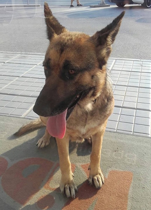 &Beta;&rho;έ&theta;&eta;&kappa;&epsilon; &theta;&eta;&lambda;&upsilon;&kappa;ό&sigmaf; &sigma;&kappa;ύ&lambda;&omicron;&sigmaf;, &Theta;&epsilon;&sigma;/&nu;ί&kappa;&eta;