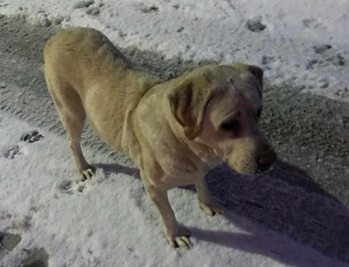 Βρέθηκε σκύλος Λάμπραντορ, Θρακομακεδόνες