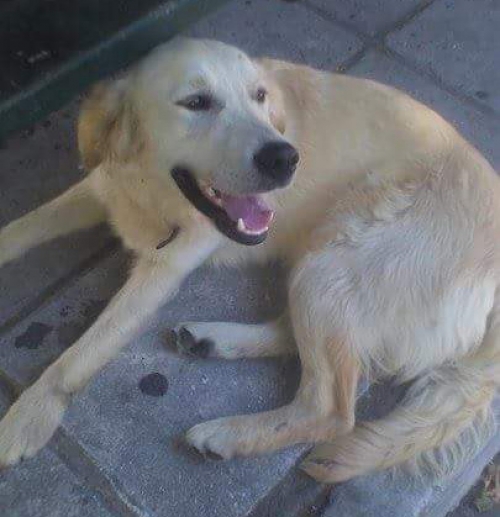 Βρέθηκε Λάμπραντορ, Γιαννιτσά