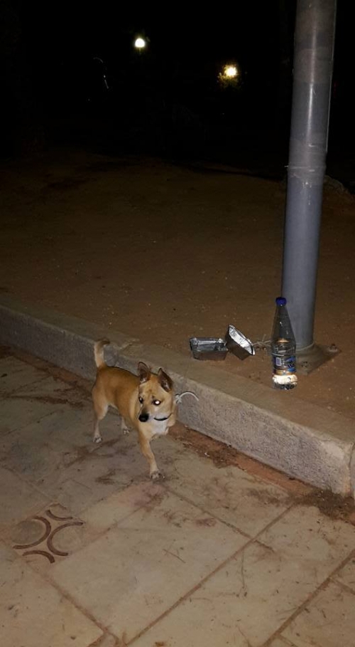 Βρέθηκε αρσενικό Τσιουάουα, Ν. Ψυχικό