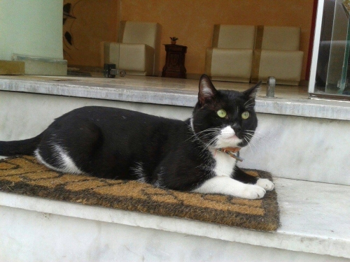 Χάθηκε ασπρόμαυρος γάτος