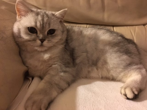 Χάθηκε Γάτος γκρι λευκό, Διόνυσος