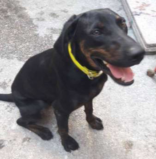 &Beta;&rho;έ&theta;&eta;&kappa;&epsilon; &mu;&alpha;ύ&rho;&omicron;&sigmaf; &sigma;&kappa;ύ&lambda;&omicron;&sigmaf;, &Pi;&alpha;&sigma;&alpha;&lambda;&iota;&mu;ά&nu;&iota;