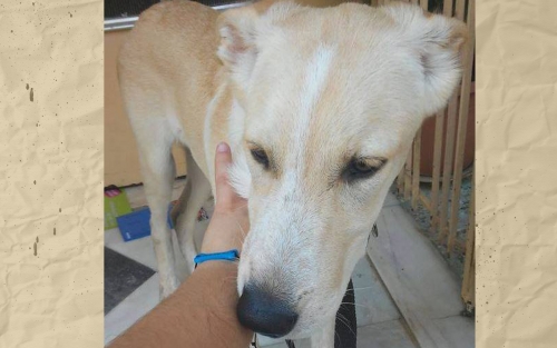 Χάθηκε θηλυκό μπεζ σκυλάκι, Ρέντης