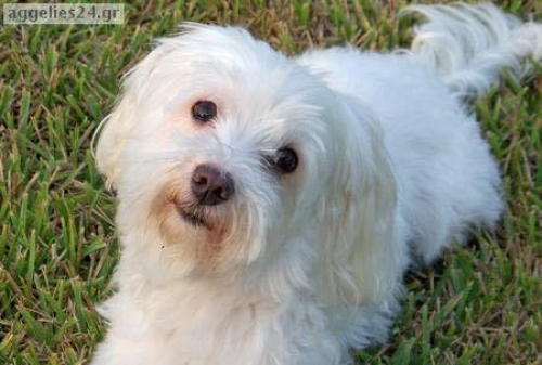 &Chi;ά&theta;&eta;&kappa;&epsilon; &Sigma;&kappa;ύ&lambda;&omicron;&sigmaf;, &theta;&eta;&lambda;&upsilon;&kappa;ό &Mu;&alpha;&lambda;&tau;έ&zeta;, &Sigma;&pi;ά&tau;&alpha;