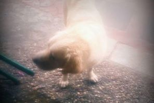 &Beta;&rho;έ&theta;&eta;&kappa;&epsilon; &alpha;&rho;&sigma;&epsilon;&nu;&iota;&kappa;ό &Lambda;ά&mu;&pi;&rho;&alpha;&nu;&tau;&omicron;&rho;, &Delta;&iota;ό&nu;&upsilon;&sigma;&omicron;&sigmaf;