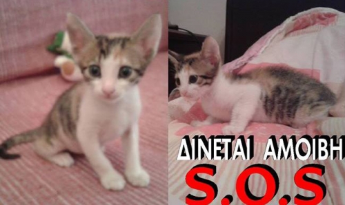 Χάθηκε θηλυκό γατάκι, Λαγονήσι