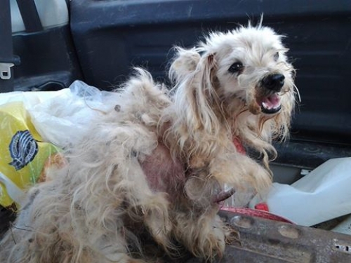 Βρέθηκε άσπρο Μαλτέζ, Μαρκόπουλο