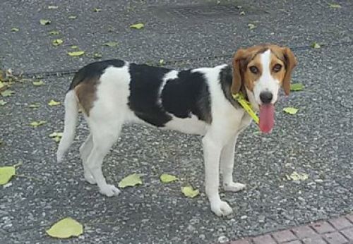 &Beta;&rho;έ&theta;&eta;&kappa;&epsilon; &theta;&eta;&lambda;&upsilon;&kappa;ό&sigmaf; &sigma;&kappa;ύ&lambda;&omicron;&sigmaf;, &Theta;&epsilon;&sigma;&sigma;&alpha;&lambda;&omicron;&nu;ί&kappa;&eta;