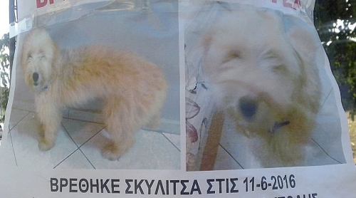 Βρέθηκε θηλυκό μπεζ σκυλάκι, Σταυρούπολη