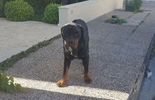 &Beta;&rho;έ&theta;&eta;&kappa;&epsilon; &sigma;&kappa;ύ&lambda;&omicron;&sigmaf;, &Gamma;έ&rho;&alpha;&kappa;&alpha;&sigmaf;