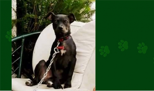 Χάθηκε αρσενικό Πιτμπουλ, Ηράκλειο