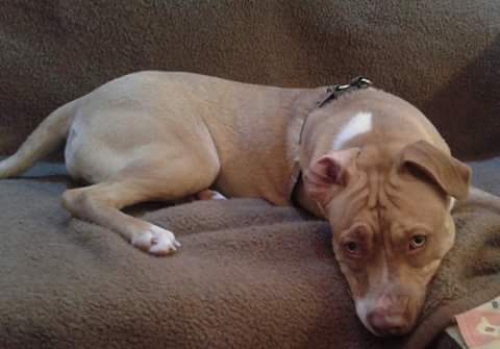 Χάθηκε Σκύλος Πίτ Μπουλ, Πειραιά