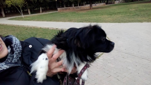 Βρέθηκε ημίαιμο Πεκινουά, Καισαριανή