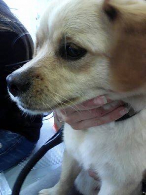 &Beta;&rho;έ&theta;&eta;&kappa;&epsilon; &eta;&mu;ί&alpha;&iota;&mu;&omicron; &Pi;&epsilon;&kappa;&iota;&nu;&omicron;&upsilon;ά