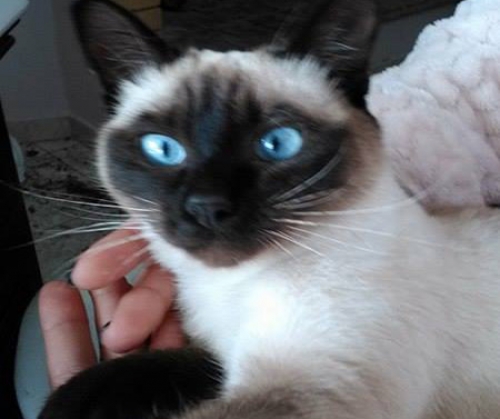 Χάθηκε γάτος Σιάμ, Δημητσάνα