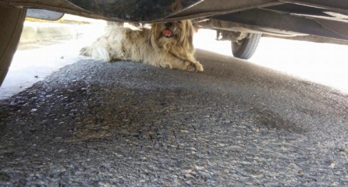 &Beta;&rho;έ&theta;&eta;&kappa;&epsilon; &theta;&eta;&lambda;&upsilon;&kappa;ό &Sigma;&iota;&chi; &Tau;&sigma;&omicron;&upsilon;, &Sigma;&alpha;&lambda;&alpha;&mu;ί&nu;&alpha;