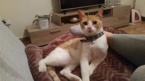 Χάθηκε μπεζ τιγρέ Γάτος, Λιβαδειά