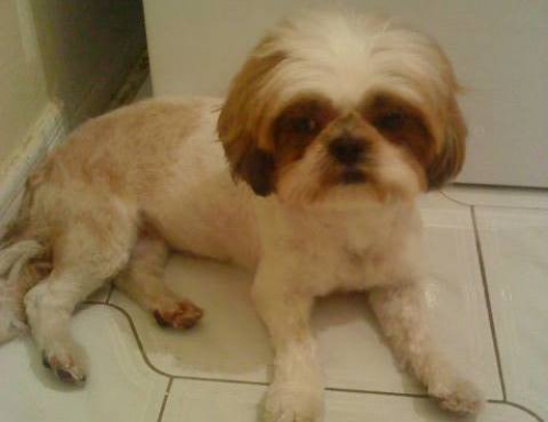 &Chi;ά&theta;&eta;&kappa;&epsilon; &sigma;&kappa;ύ&lambda;&omicron;&sigmaf;, &Theta;&eta;&lambda;&upsilon;&kappa;ό &lambda;&epsilon;&upsilon;&kappa;ό &mu;&pi;&epsilon;&zeta;, &Kappa;&omicron;&zeta;ά&nu;&eta;