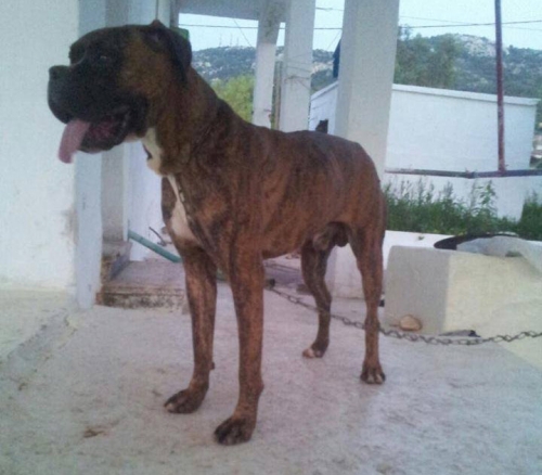 &Beta;&rho;έ&theta;&eta;&kappa;&epsilon; &alpha;&rho;&sigma;&epsilon;&nu;&iota;&kappa;ό &Mu;&pi;ό&xi;&epsilon;&rho;, &Alpha;&sigma;&pi;&rho;ό&pi;&upsilon;&rho;&gamma;&omicron;&sigmaf;