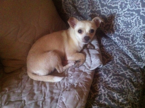 &Chi;ά&theta;&eta;&kappa;&epsilon; &mu;&pi;&epsilon;&zeta; &Tau;&sigma;&iota;&omicron;&upsilon;ά&omicron;&upsilon;&alpha;, &Pi;ύ&rho;&gamma;&omicron;&sigmaf;