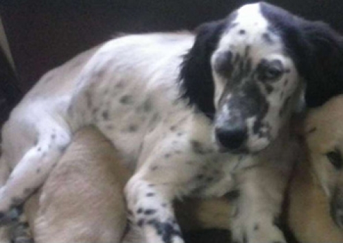 Χάθηκαν δυο Σέττερ, Αγ. Βαρβάρα