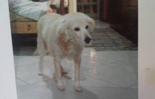 &Chi;ά&theta;&eta;&kappa;&epsilon; &mu;&pi;&epsilon;&zeta; &theta;&eta;&lambda;&upsilon;&kappa;ό &sigma;&kappa;&upsilon;&lambda;ά&kappa;&iota;, &Nu;ί&kappa;&alpha;&iota;&alpha;