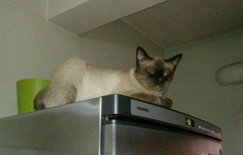 Χάθηκε Γάτος Σιάμ, Ίλιον