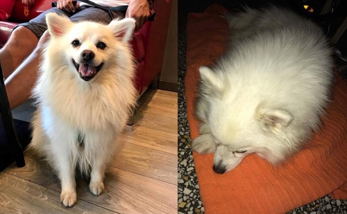 &Beta;&rho;έ&theta;&eta;&kappa;&epsilon; &Sigma;&pi;&iota;&tau;&zeta;, &Nu;ί&kappa;&alpha;&iota;&alpha;