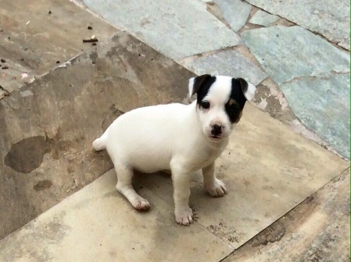 &Chi;ά&theta;&eta;&kappa;&epsilon; ά&sigma;&pi;&rho;&omicron; &mu;&alpha;ύ&rho;&omicron; &sigma;&kappa;&upsilon;&lambda;ά&kappa;&iota;, &Pi;. &Pi;&epsilon;&nu;&tau;έ&lambda;&eta;