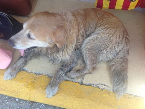 Βρέθηκε αρσενικό μπεζ σκυλάκι, Κέρκυρα