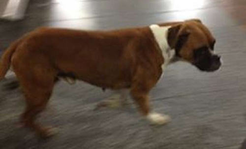 Βρέθηκε Μπόξερ, Θεσ/νίκη