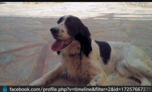 &Chi;ά&theta;&eta;&kappa;&epsilon; ά&sigma;&pi;&rho;&omicron; &mu;&alpha;ύ&rho;&omicron; &Sigma;έ&tau;&tau;&epsilon;&rho;, &Kappa;&omicron;&rho;&iota;&nu;&theta;ί&alpha;