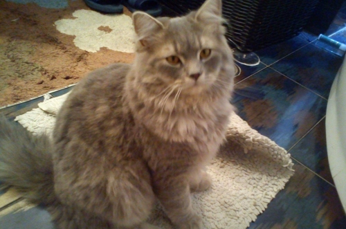 &Chi;ά&theta;&eta;&kappa;&epsilon; &Gamma;ά&tau;&alpha; &Gamma;ά&tau;&omicron;&sigmaf;, &gamma;&kappa;&rho;&iota; &mu;&alpha;&kappa;&rho;ύ&tau;&rho;&iota;&chi;&omicron;&sigmaf;, &Eta;&rho;ά&kappa;&lambda;&epsilon;&iota;&omicron;