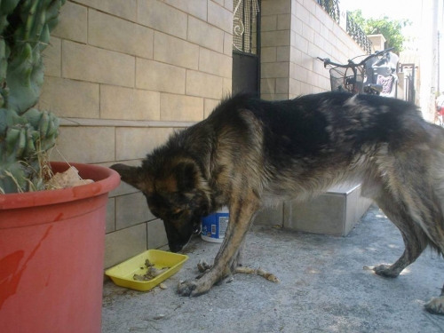 &Beta;&rho;έ&theta;&eta;&kappa;&epsilon; &Sigma;&kappa;ύ&lambda;&omicron;&sigmaf;, &alpha;&rho;&sigma;&epsilon;&nu;&iota;&kappa;ό &Lambda;&upsilon;&kappa;ό&sigma;&kappa;&upsilon;&lambda;&omicron;, &Nu;έ&alpha; &Pi;έ&rho;&alpha;&mu;&omicron;&sigmaf;