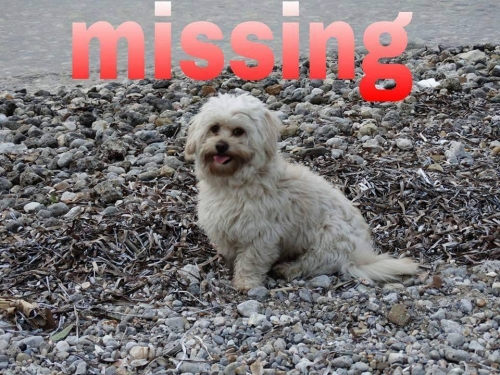 Χάθηκε λευκό μπεζ σκυλάκι