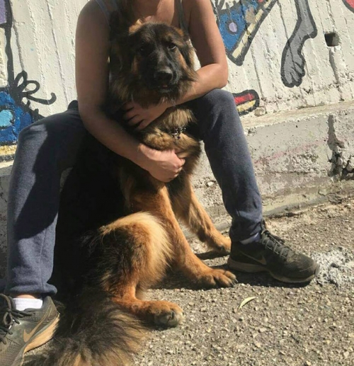 &Chi;ά&theta;&eta;&kappa;&epsilon; &lambda;&upsilon;&kappa;ό&sigma;&kappa;&upsilon;&lambda;&omicron;, &Alpha;&gamma;. &Alpha;&nu;&delta;&rho;&iota;&alpha;&nu;ό&sigmaf; &Nu;&alpha;&upsilon;&pi;&lambda;ί&omicron;&upsilon;