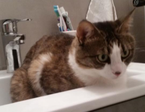 Χάθηκε γάτα, Αθήνα κέντρο