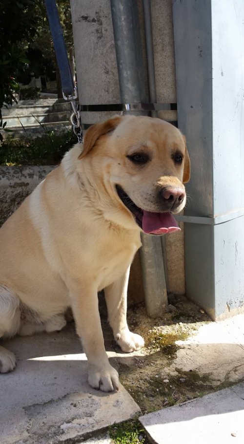 Βρέθηκε μπεζ αρσενικός σκύλος